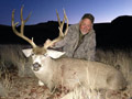 Mule Deer