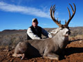 Mule Deer