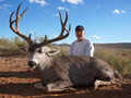 Mule Deer