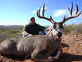 Mule Deer