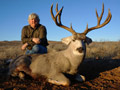 Mule Deer