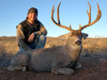 Mule Deer