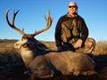 Mule Deer