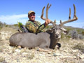 Mule Deer