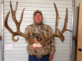 Mule Deer