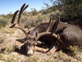 Mule Deer