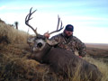 Mule Deer