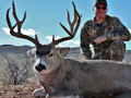 Mule Deer