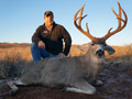 Mule Deer