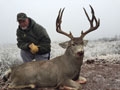 Mule Deer