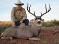 Mule Deer