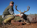 Mule Deer