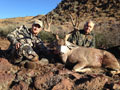 Mule Deer