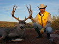 Mule Deer