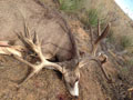 Mule Deer