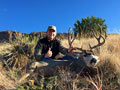 Mule Deer