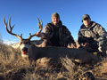 Mule Deer