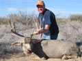 Mule Deer