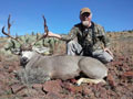 Mule Deer