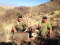 Mule Deer