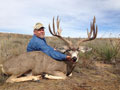 Mule Deer