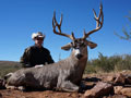 Mule Deer