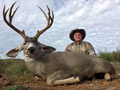 Mule Deer