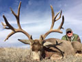 Mule Deer