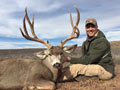 Mule Deer