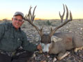 Mule Deer