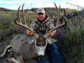 Mule Deer