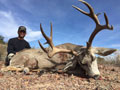 Mule Deer