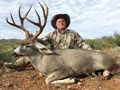 Mule Deer