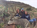 Mule Deer