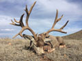 Mule Deer