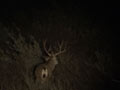 Mule Deer