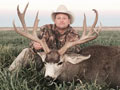 Mule Deer