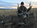 Mule Deer