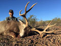 Mule Deer