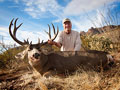 Mule Deer