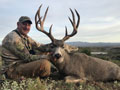 Mule Deer