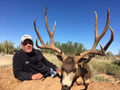 Mule Deer