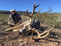Mule Deer
