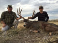 Mule Deer