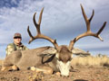 Mule Deer