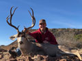 Mule Deer