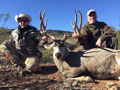 Mule Deer