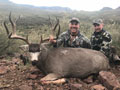 Mule Deer