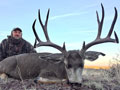 Mule Deer