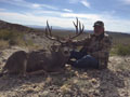 Mule Deer